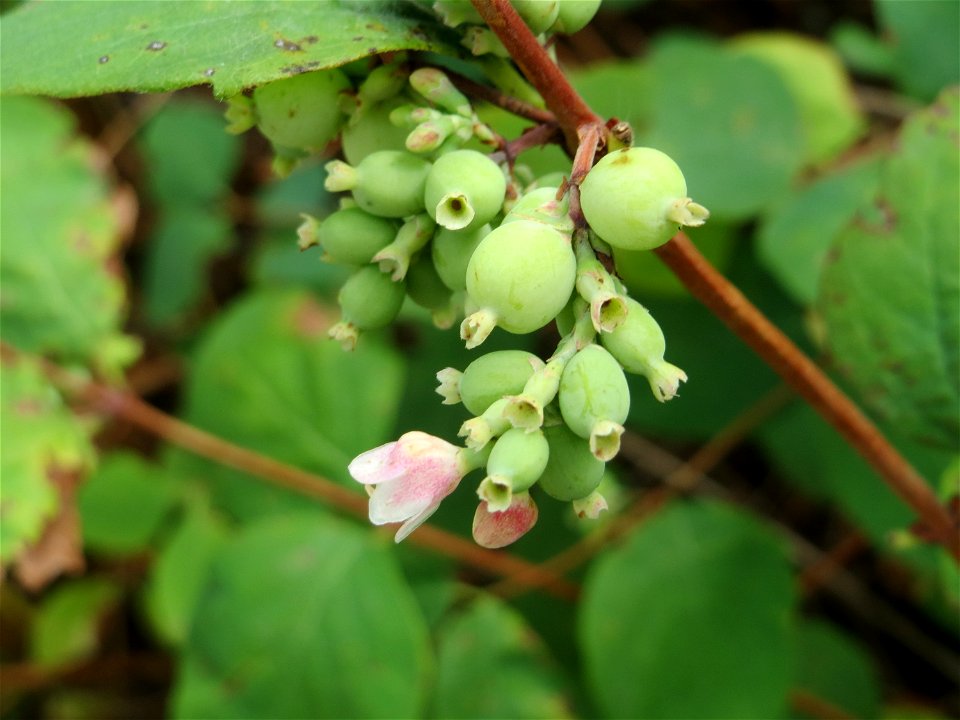 Gewöhnliche Schneebeere (Symphoricarpos albus) an der Elisabethenstraße bei Wiesbaden