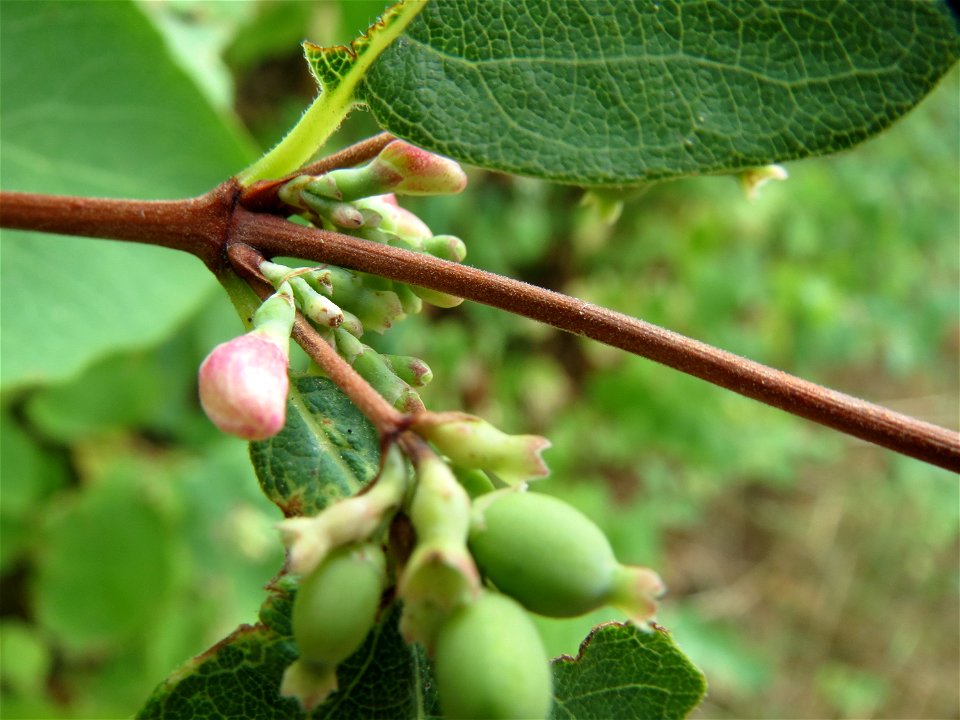 Gewöhnliche Schneebeere (Symphoricarpos albus) an der Elisabethenstraße bei Wiesbaden