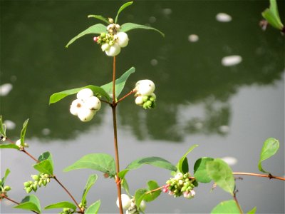 Gewöhnliche Schneebeere (Symphoricarpos albus) an der Saar in Saarbrücken