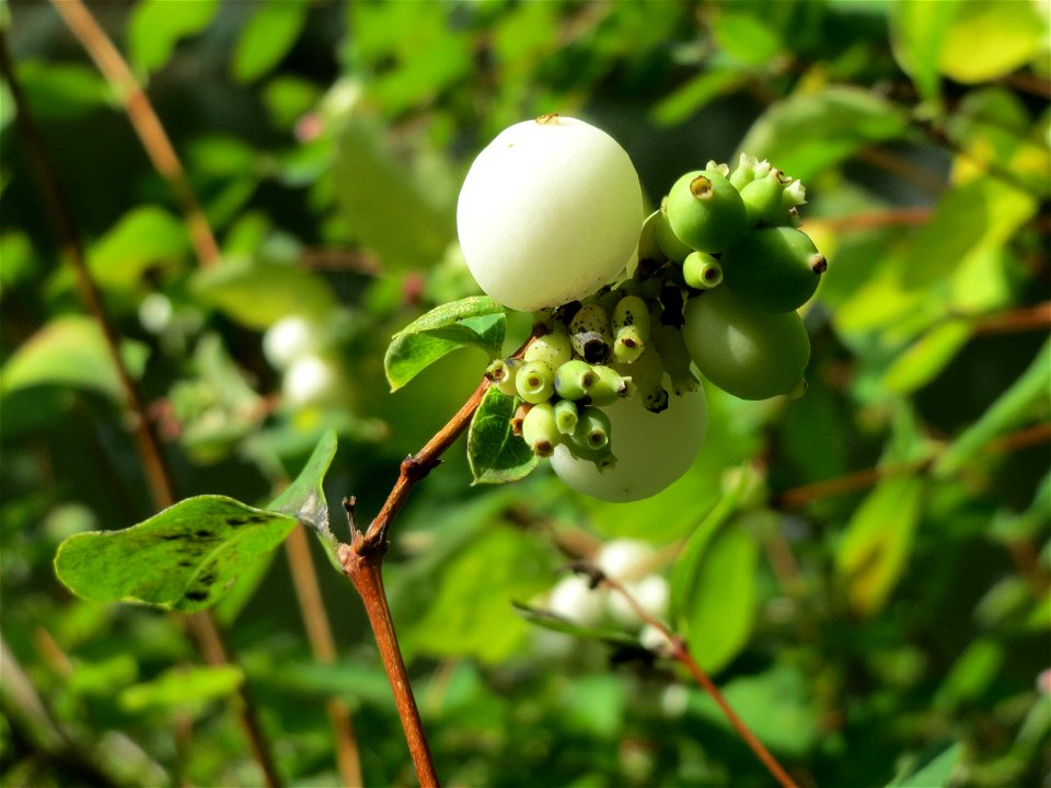 Gewöhnliche Schneebeere (Symphoricarpos albus) an der Saar in Saarbrücken