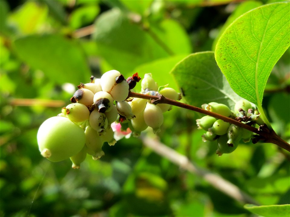 Gewöhnliche Schneebeere (Symphoricarpos albus) an der Saar in Saarbrücken