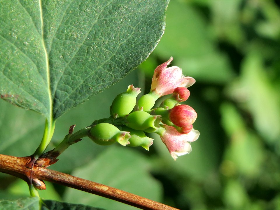 Gewöhnliche Schneebeere (Symphoricarpos albus) in Saarbrücken