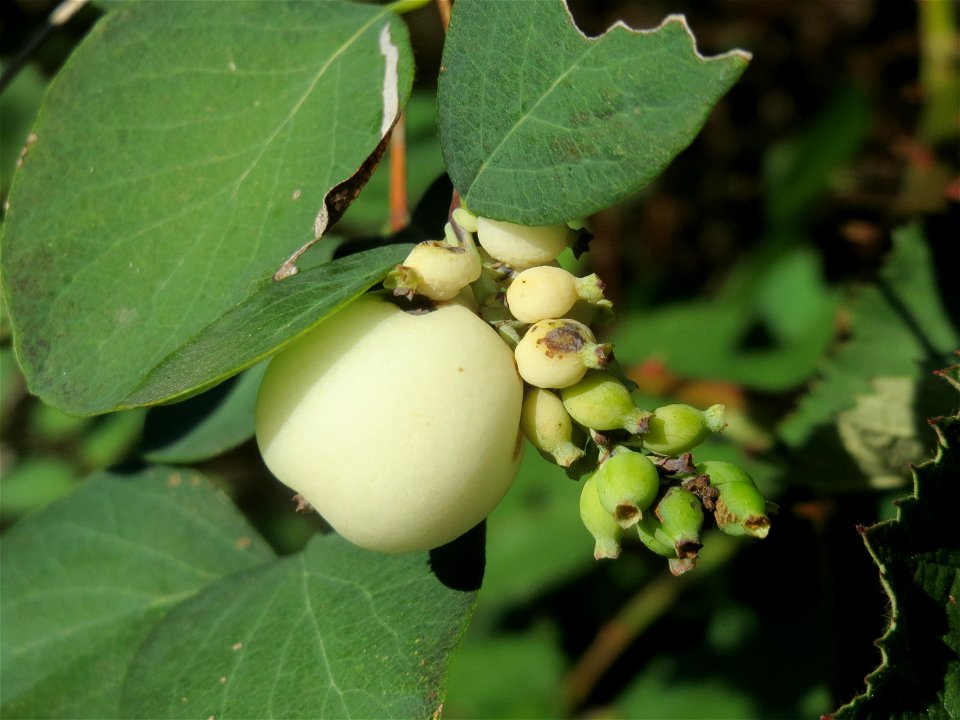 Gewöhnliche Schneebeere (Symphoricarpos albus) in Saarbrücken