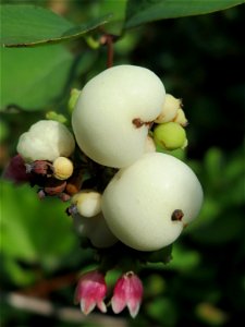 Gewöhnliche Schneebeere (Symphoricarpos albus) in Saarbrücken
