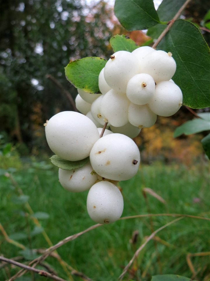 Gewöhnliche Schneebeere (Symphoricarpos albus) im Hauptfriedhof Saarbrücken
