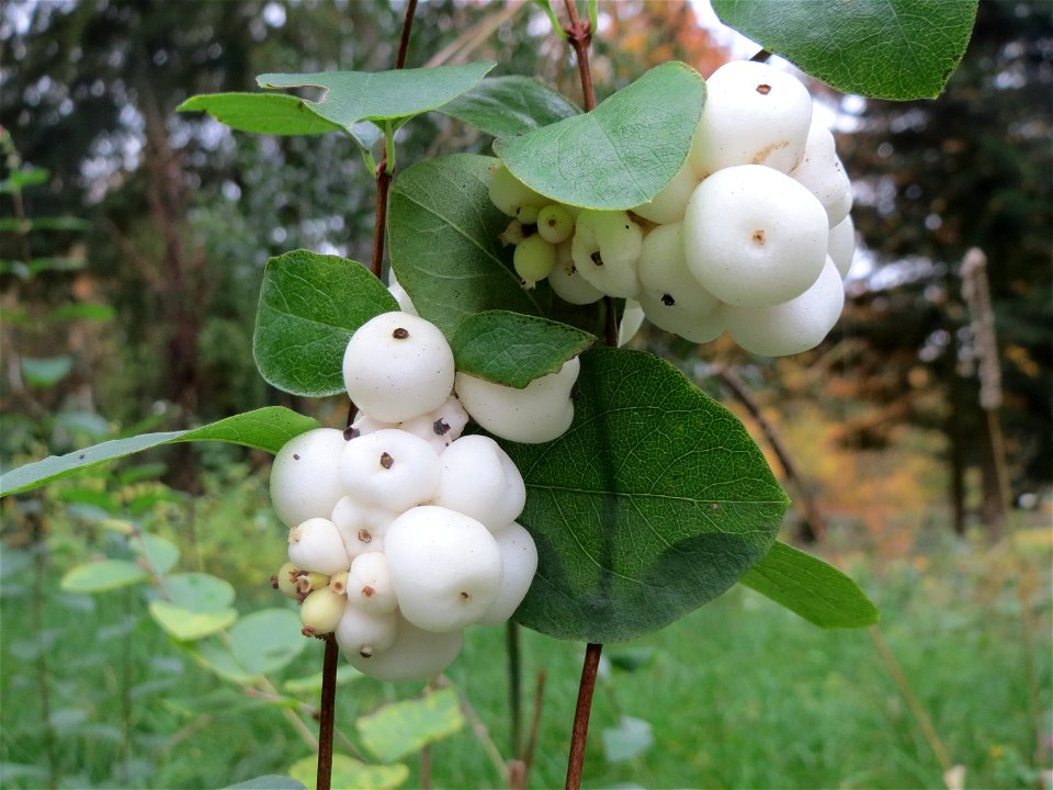 Gewöhnliche Schneebeere (Symphoricarpos albus) im Hauptfriedhof Saarbrücken