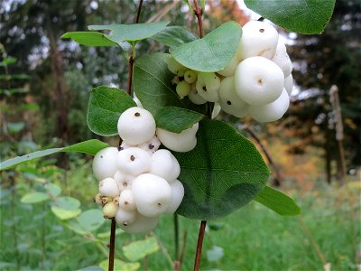 Gewöhnliche Schneebeere (Symphoricarpos albus) im Hauptfriedhof Saarbrücken