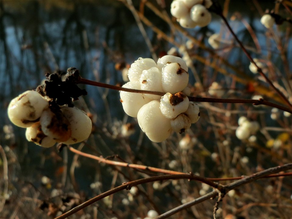 Gewöhnliche Schneebeere (Symphoricarpos albus) an der Saar in Saarbrücken