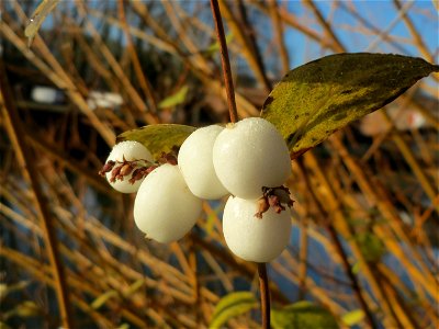 Gewöhnliche Schneebeere (Symphoricarpos albus) an der Saar in Saarbrücken