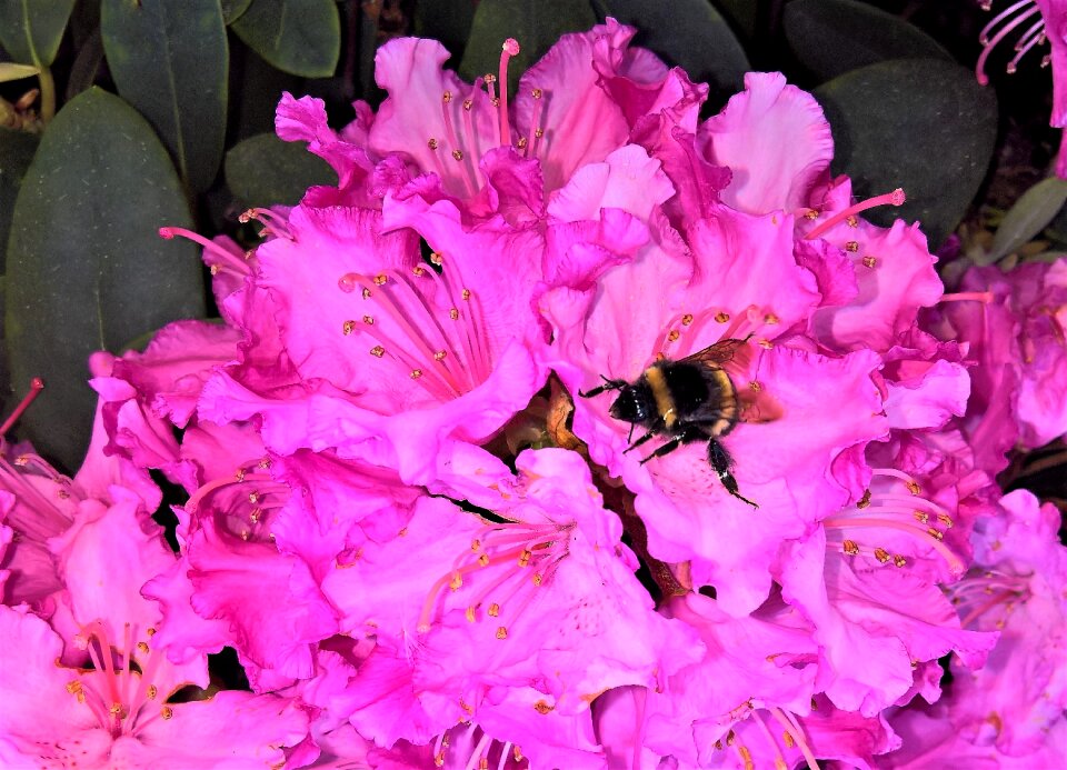 Evergreen plant bush garden