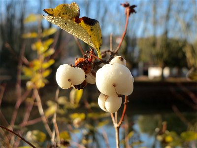Gewöhnliche Schneebeere (Symphoricarpos albus) an der Saar in Saarbrücken