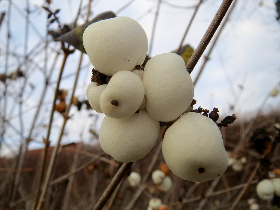 Gewöhnliche Schneebeere (Symphoricarpos albus) in Hockenheim