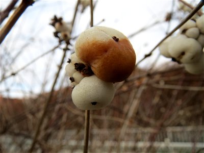 Gewöhnliche Schneebeere (Symphoricarpos albus) in Hockenheim