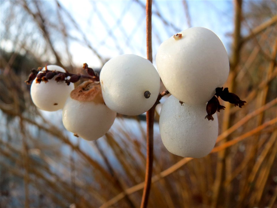 Gewöhnliche Schneebeere (Symphoricarpos albus) an der Saar in Saarbrücken