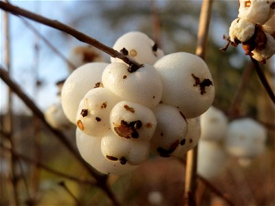 Gewöhnliche Schneebeere (Symphoricarpos albus) an der Saar in Saarbrücken