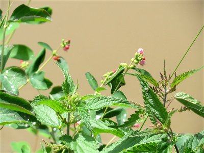 Gewöhnliche Schneebeere (Symphoricarpos albus) an der Saar in Saarbrücken