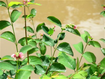 Gewöhnliche Schneebeere (Symphoricarpos albus) an der Saar in Saarbrücken