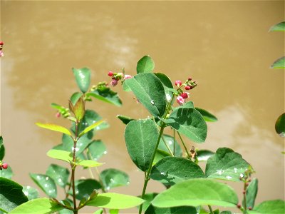 Gewöhnliche Schneebeere (Symphoricarpos albus) an der Saar in Saarbrücken