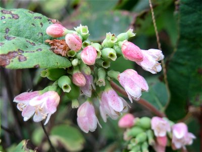 Gewöhnliche Schneebeere (Symphoricarpos albus) an der Elisabethenstraße bei Wiesbaden
