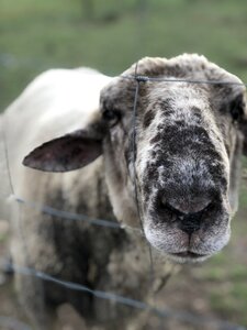 Wool nature pasture photo