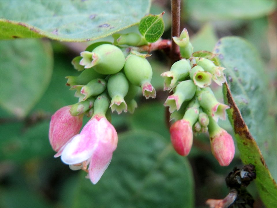 Gewöhnliche Schneebeere (Symphoricarpos albus) an der Elisabethenstraße bei Wiesbaden