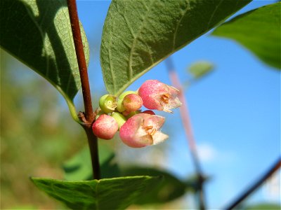 Gewöhnliche Schneebeere (Symphoricarpos albus) bei Hockenheim