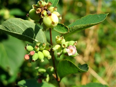 Gewöhnliche Schneebeere (Symphoricarpos albus) bei Hockenheim