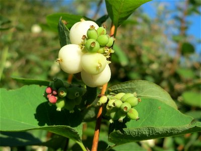 Gewöhnliche Schneebeere (Symphoricarpos albus) bei Hockenheim