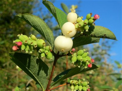 Gewöhnliche Schneebeere (Symphoricarpos albus) bei Hockenheim