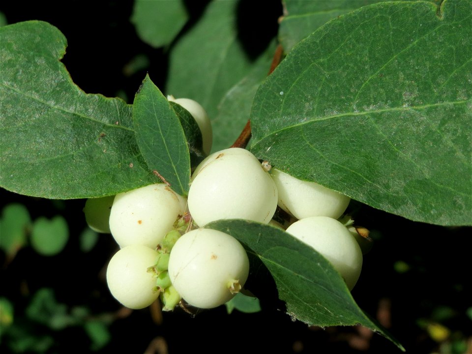 Gewöhnliche Schneebeere (Symphoricarpos albus) an der Saar in Saarbrücken