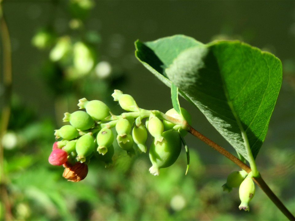 Gewöhnliche Schneebeere (Symphoricarpos albus) an der Saar in Saarbrücken