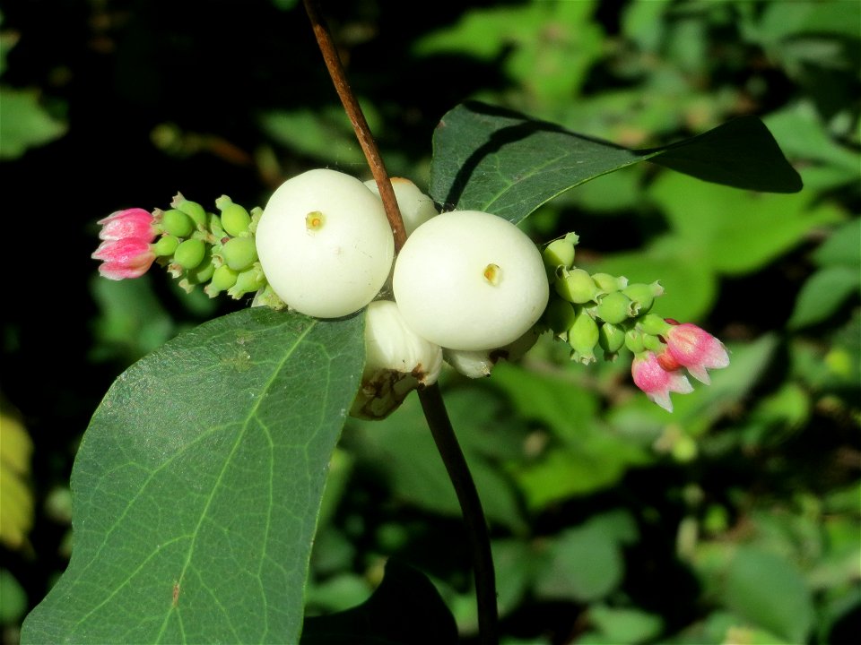 Gewöhnliche Schneebeere (Symphoricarpos albus) an der Saar in Saarbrücken