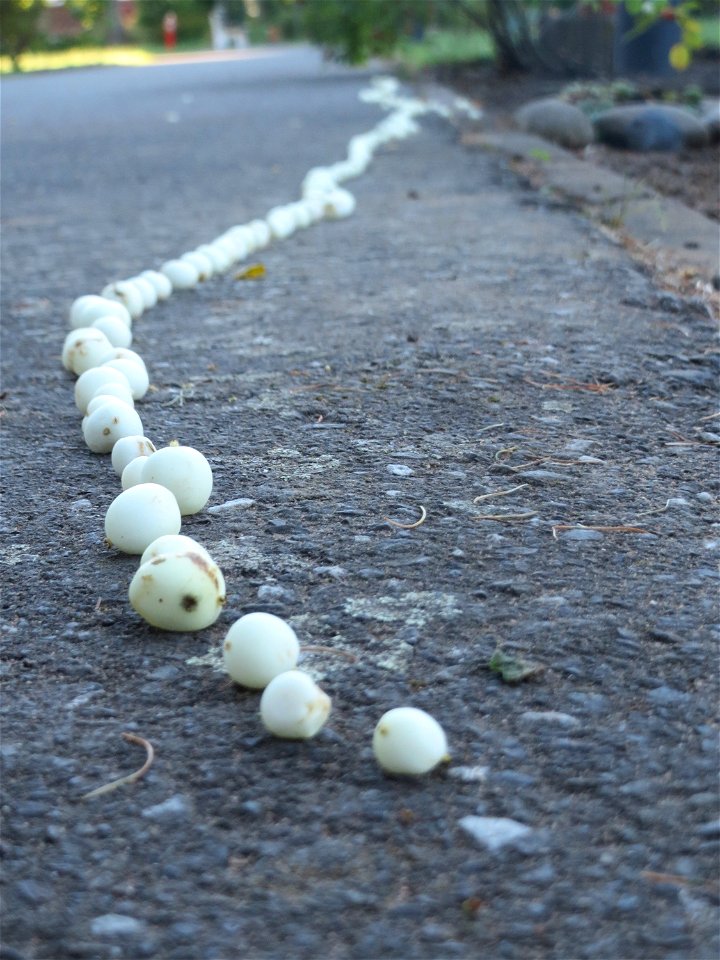 Gewöhnliche Schneebeere (Symphoricarpos albus) in Saarbrücken - vermutlich haben Kinder die Beeren auf einem Weg aufgereiht