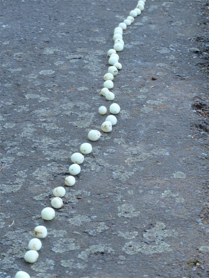 Gewöhnliche Schneebeere (Symphoricarpos albus) in Saarbrücken - vermutlich haben Kinder die Beeren auf einem Weg aufgereiht