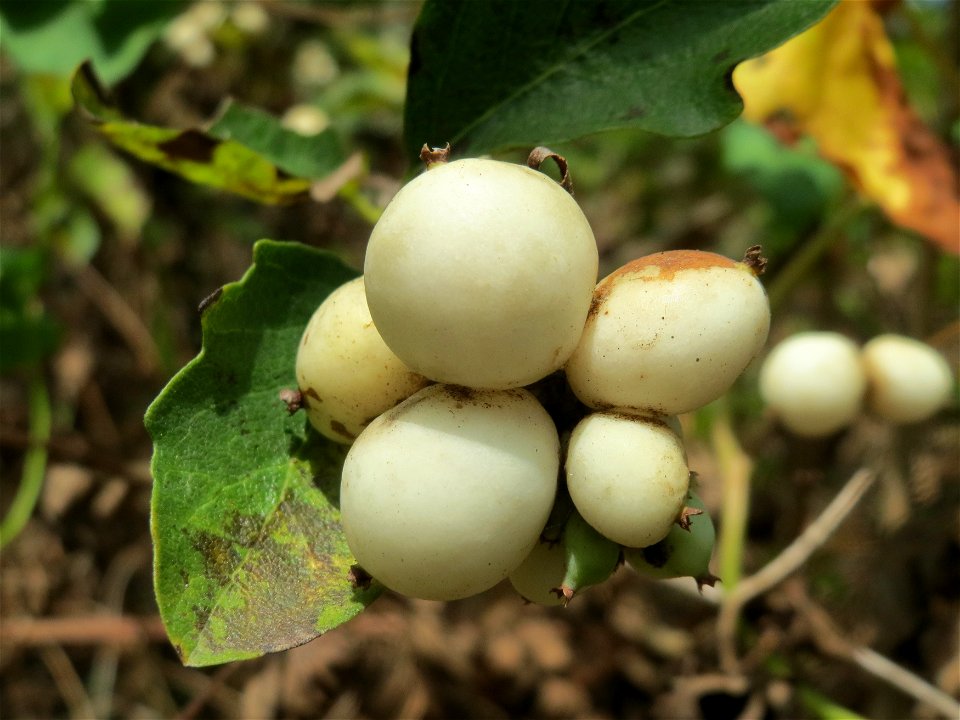 Gewöhnliche Schneebeere (Symphoricarpos albus) im Almet bei Sankt Arnual