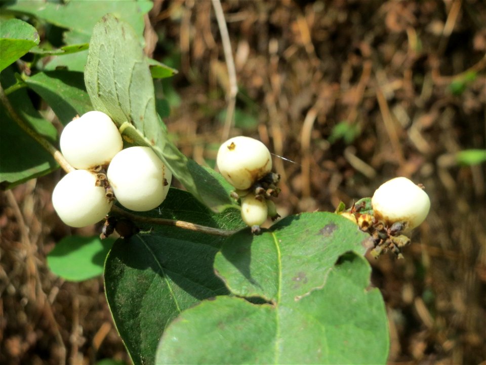 Gewöhnliche Schneebeere (Symphoricarpos albus) im Almet bei Sankt Arnual