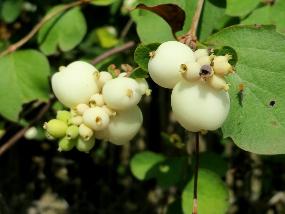 Gewöhnliche Schneebeere (Symphoricarpos albus) bei der Neuen Bremm in Alt-Saarbrücken