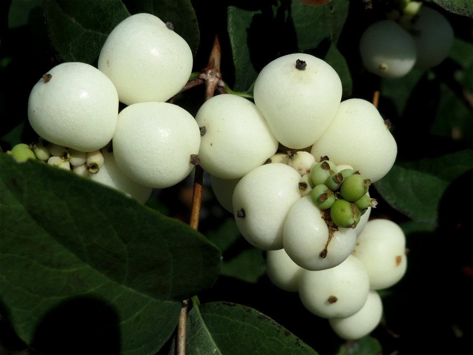 Gewöhnliche Schneebeere (Symphoricarpos albus) in Hockenheim