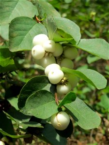 Gewöhnliche Schneebeere (Symphoricarpos albus) im Almet bei Sankt Arnual