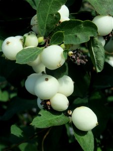 Gewöhnliche Schneebeere (Symphoricarpos albus) in Hockenheim