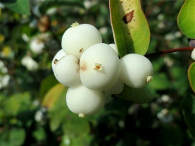 Gewöhnliche Schneebeere (Symphoricarpos albus) in Hockenheim