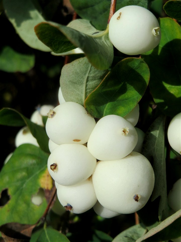 Gewöhnliche Schneebeere (Symphoricarpos albus) in Hockenheim