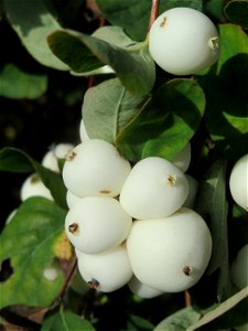 Gewöhnliche Schneebeere (Symphoricarpos albus) in Hockenheim