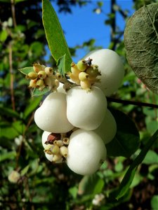 Gewöhnliche Schneebeere (Symphoricarpos albus) in St. Ingbert