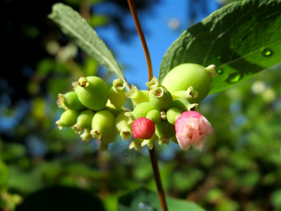 Gewöhnliche Schneebeere (Symphoricarpos albus) in St. Ingbert