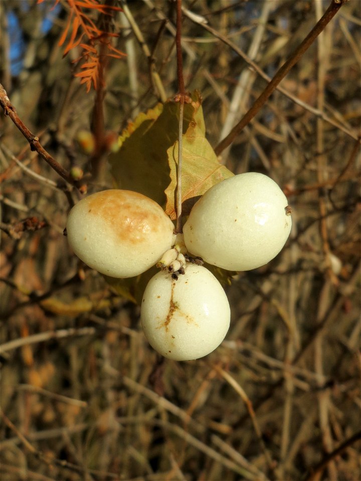 Gewöhnliche Schneebeere (Symphoricarpos albus) bei Altlußheim