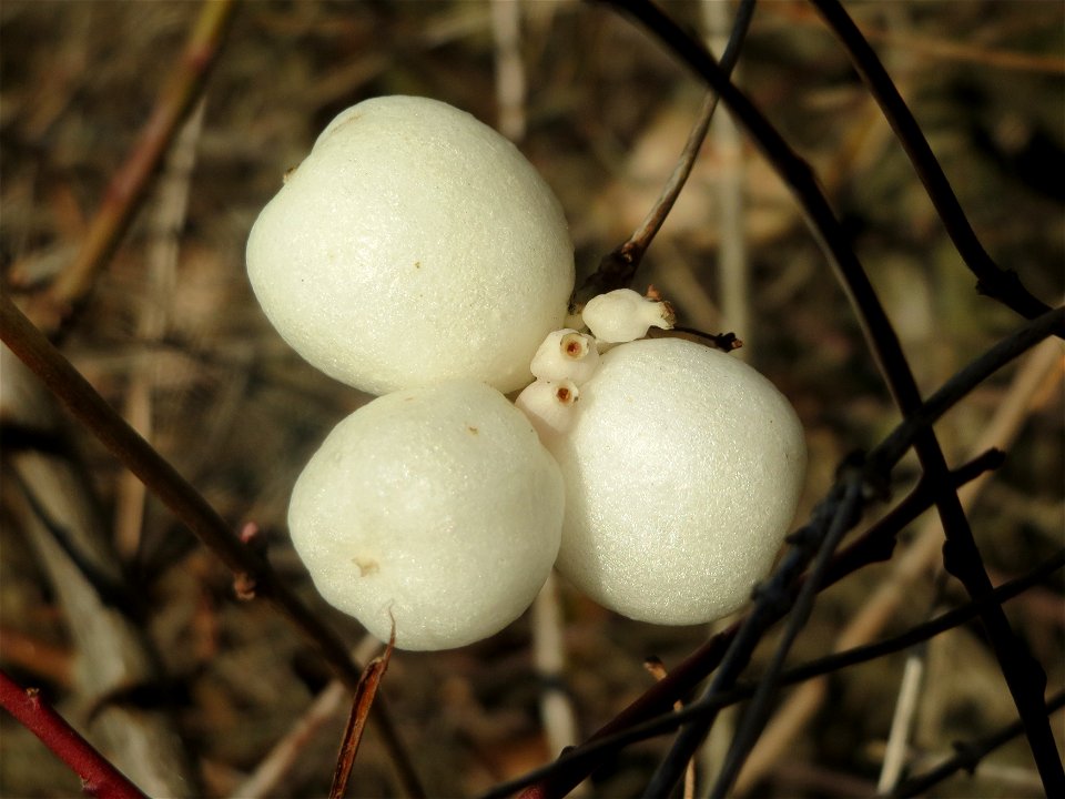 Gewöhnliche Schneebeere (Symphoricarpos albus) bei Altlußheim