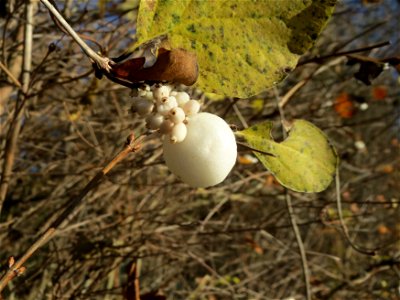 Gewöhnliche Schneebeere (Symphoricarpos albus) bei Altlußheim