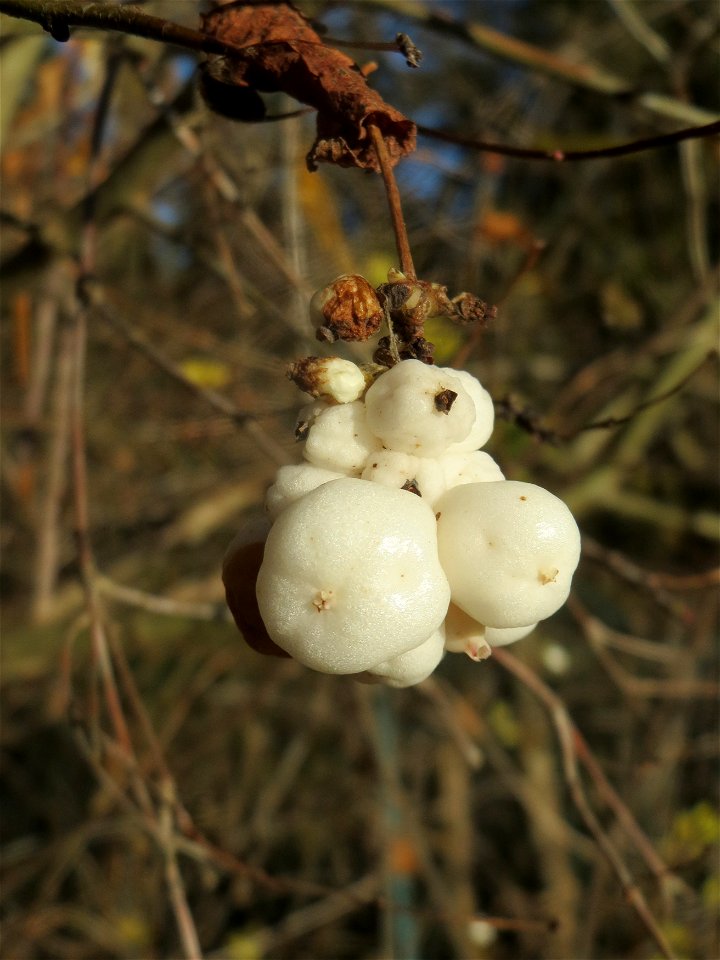 Gewöhnliche Schneebeere (Symphoricarpos albus) bei Altlußheim