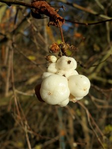 Gewöhnliche Schneebeere (Symphoricarpos albus) bei Altlußheim